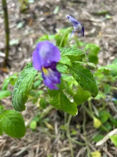 [187] Impatiens aff. langbianensis HWJ1054