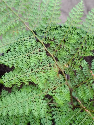 [408] Araiostegia perdurans