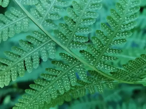 [430] Thelypteris viridifrons ( syn. Macrothelypteris)