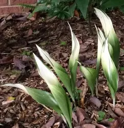[453] Aspidistra elatior 'Snow Cap'