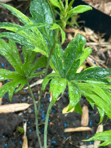 [156] Syneilesis palmata 'Asakihou'