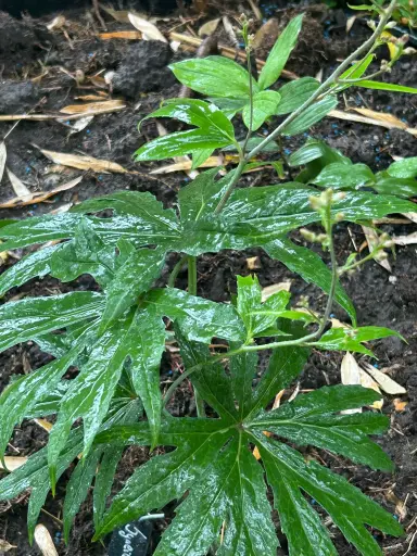 [157] Syneilesis palmata 'New Kikko'