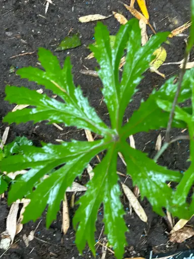 [158] Syneilesis palmata