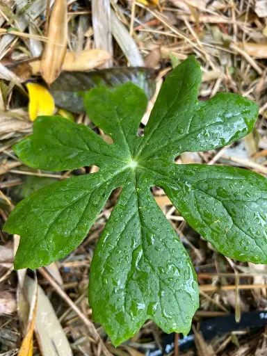 [92] Podophyllum peltatum