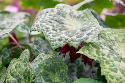 [107] Podophyllum 'Spotty Dotty'