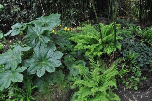 [100] Podophyllum versipelle