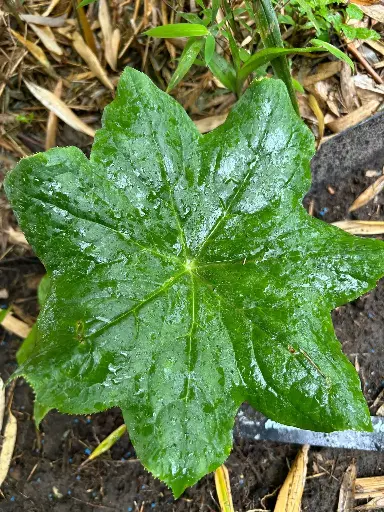 [164] Podophyllum mairei (syn. Dysosma aurantiocaulis)