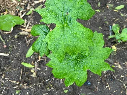 [117] Dyphylleia cymosa