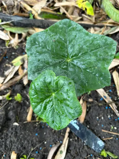 [172] Podophyllum pleianthum (syn. Dysosma pleianthum)