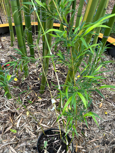 [194] Chusquea Montana zaailing