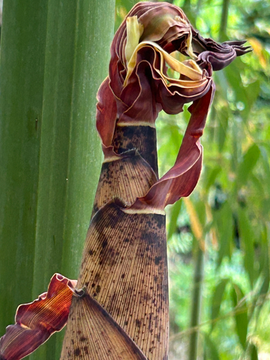 [50] Phyllostachys sp. Shangai 3