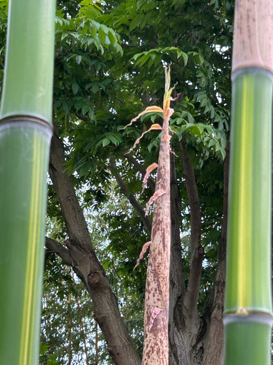 [49] Phyllostachys Vivax 'Huanwenzhu'