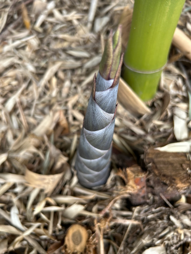 [307] Phyllostachys Atrovaginata