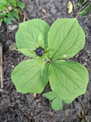 [65] Paris Quadrifolia