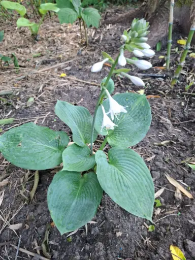 [6] Hosta sieboldiana 'Elegans'