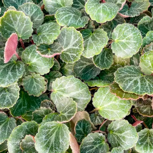 [30] Saxifraga stolonifera 