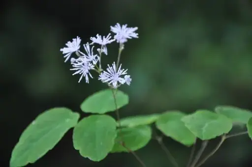[179] Thalictrum ishangense 'Purple Marble'