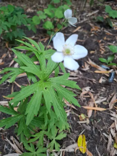[154] Anemone canadensis