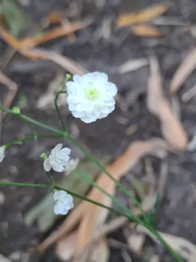 [89] Ranunculus acon 'Pleniflorus'