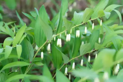 [20] Polygonatum odoratum 