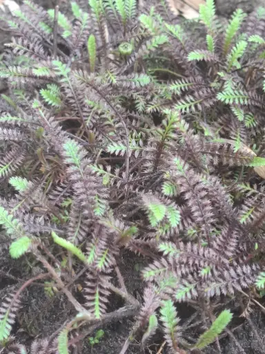 [4] Leptinella potentilla 'Platts Black'