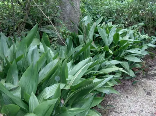 [36] Aspidistra elatior