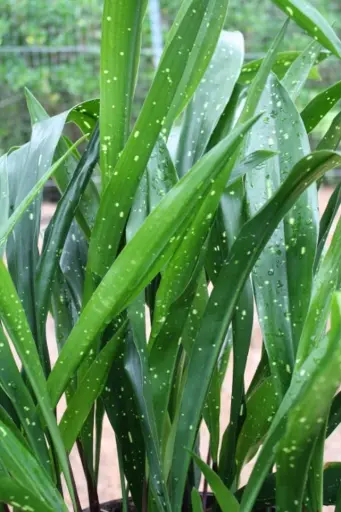 [125] Aspidistra oblanceifolia 'Nagoya Stars' 