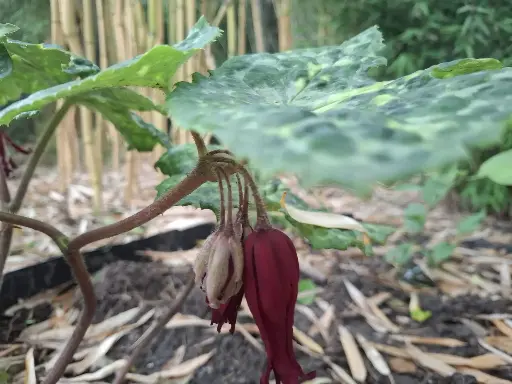 [198] Podophyllum delavayi