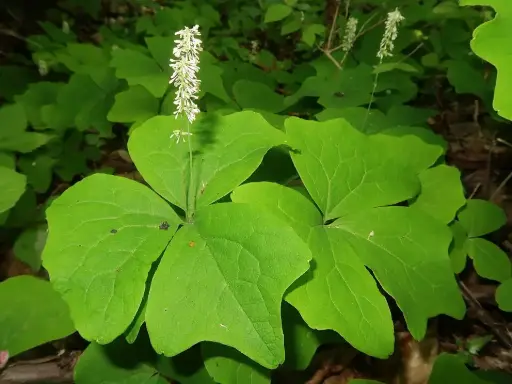 [103] Achlys japonica