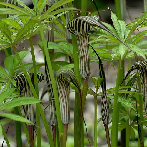 [84] Arisaema consanguineum