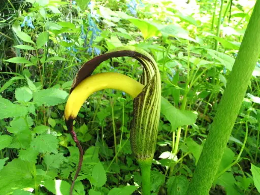 [62] Arisaema dilatatum