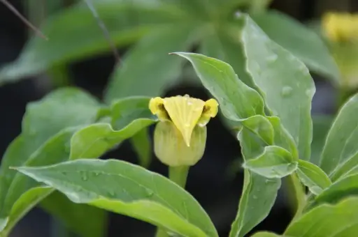[74] Arisaema flavum