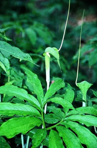 [174] Arisaema heterophyllum