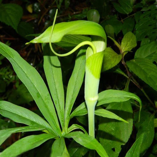 [83] Arisaema tortuosum