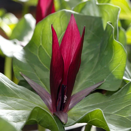 [69] Trillium kurabayashii (bloeibaar)