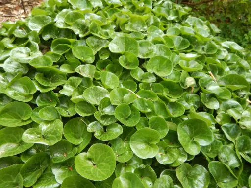 [105] Asarum caudatum 