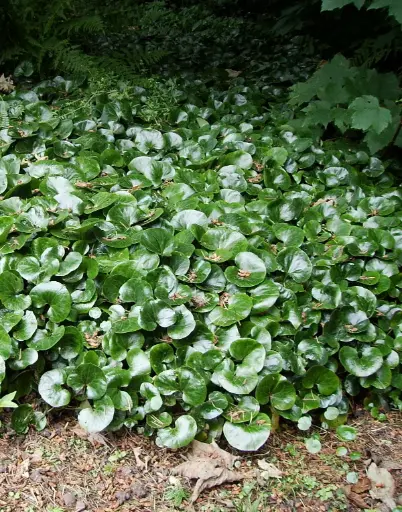 Asarum europaeum
