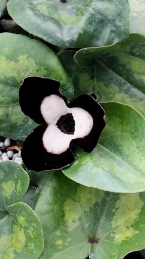 [177] Asarum maximum 'Ling Ling'