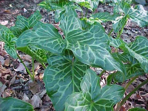 [35] Arum italicum