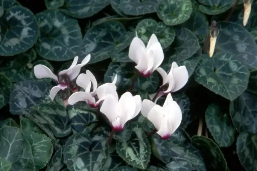 [67] Cyclamen hederifolium 'Album'