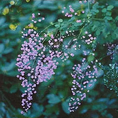 [148] Thalictrum delavayi 'Ankum'